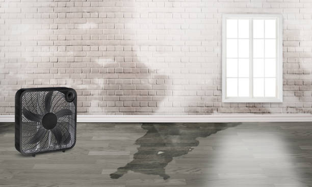 Best Mold removal after water damage  in Lanett, AL